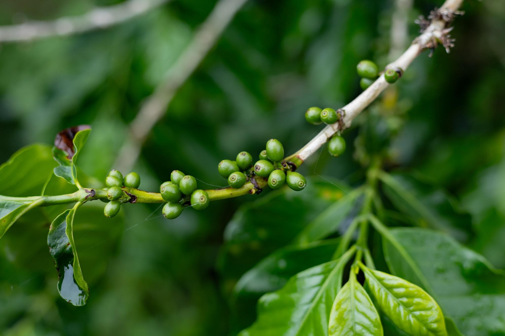 El café de Tarrazú es considerado una marca que garantiza calidad y origen.