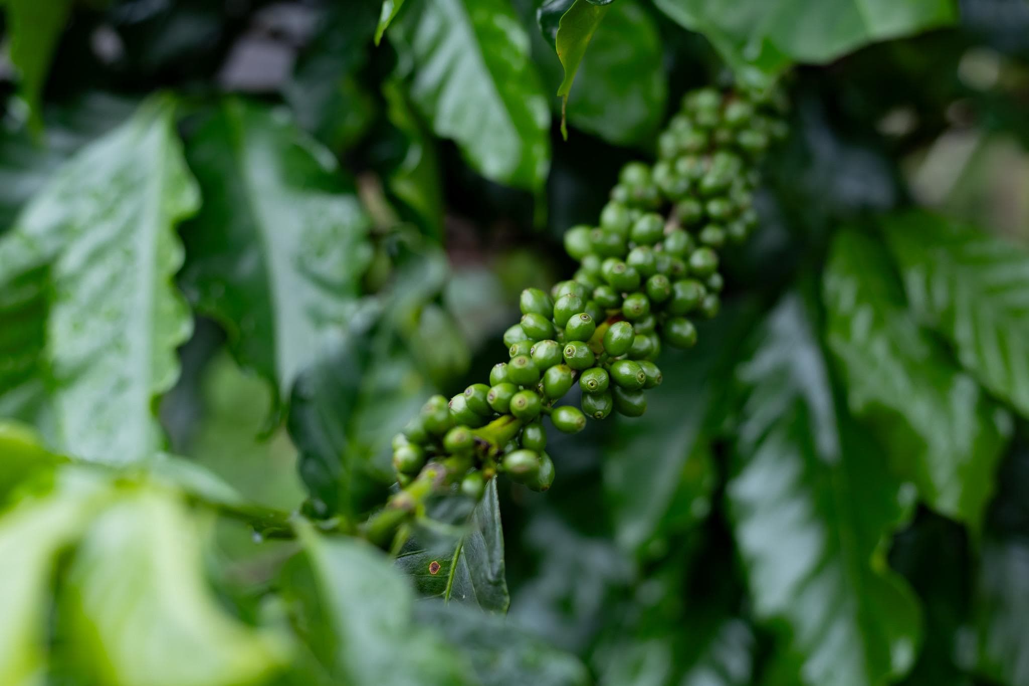 Cerezas de café aún verdes en una mata de Los Santos.