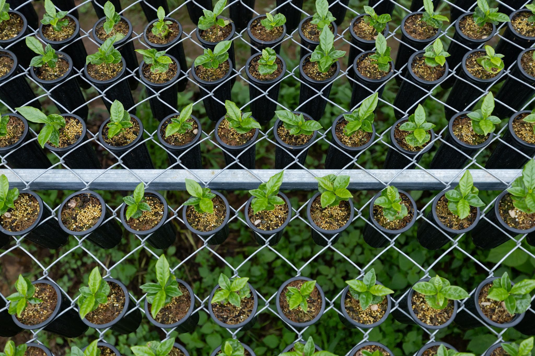 Según pronósticos de Icafé, entre 1500 y 3000 productores abandonarían el negocio.