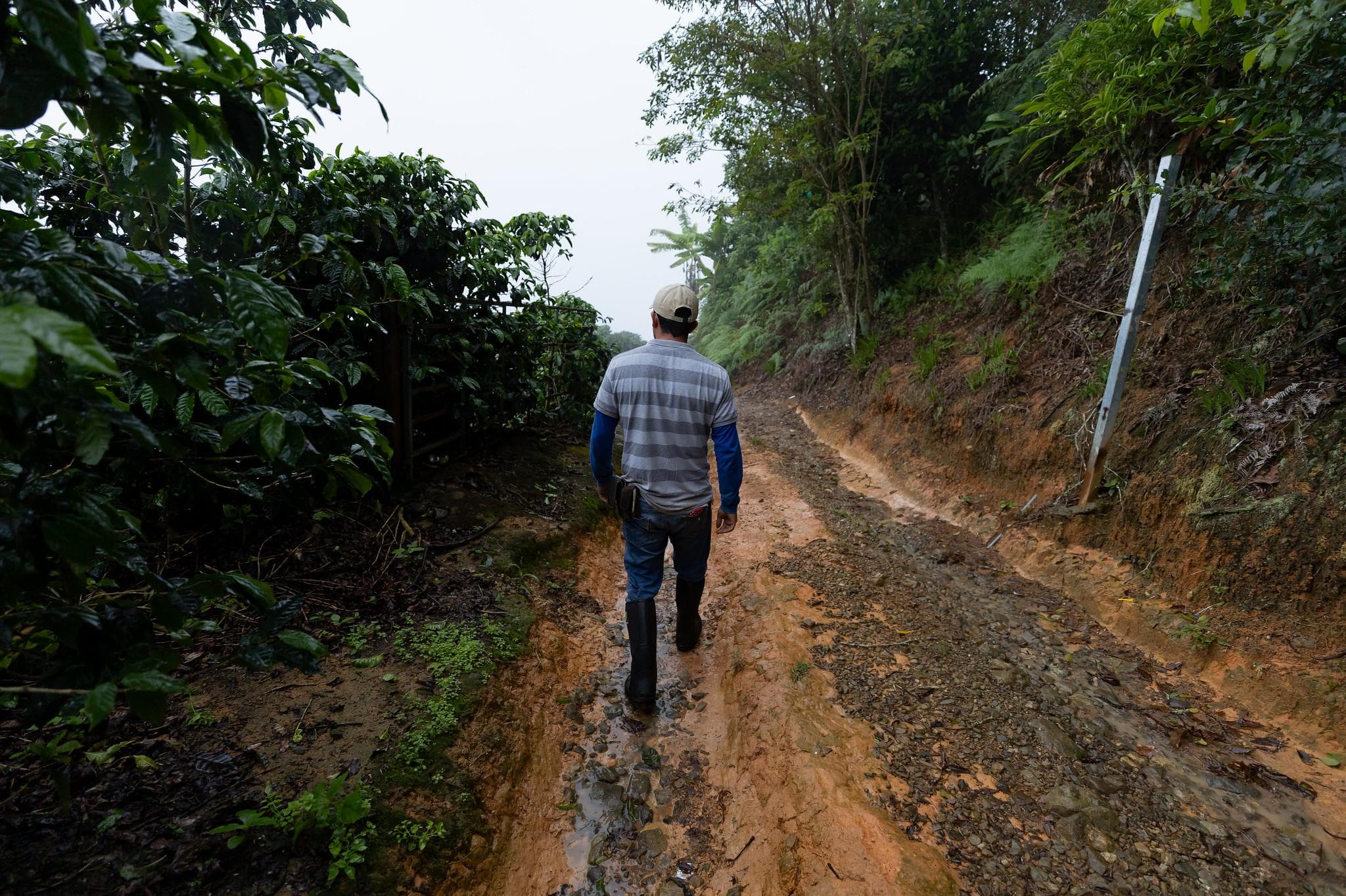 En Los Santos, el 85% de los productores tienen, en promedio, dos hectáreas y producen menos de cinco fanegas.